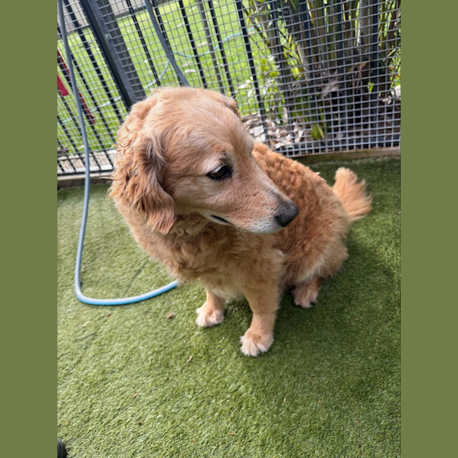 Photo of Nala