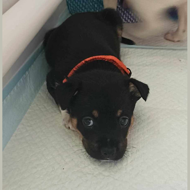 Photo of Miss Pepper And The Peppercorns