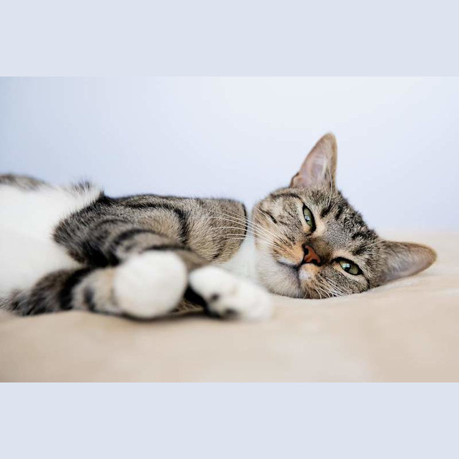 Photo of Nala