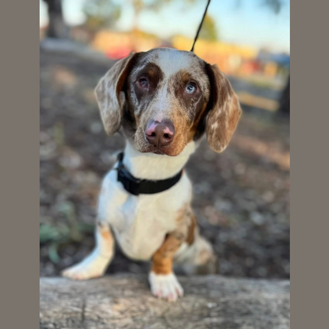 Photo of Snickerdoodle