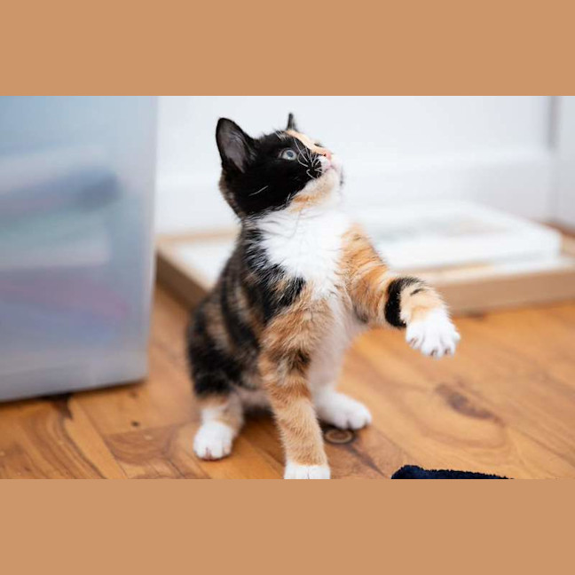 Photo of Nugget