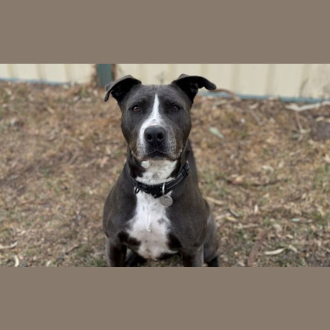 Photo of Benji