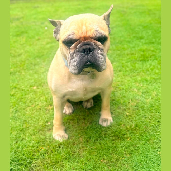 Photo of Rubble *$350 Adoption Fee*