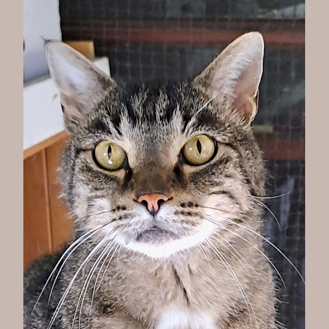 Photo of Tiger