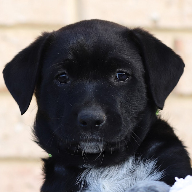 Photo of Sadie