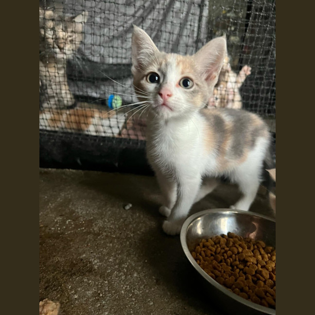 Photo of Nala
