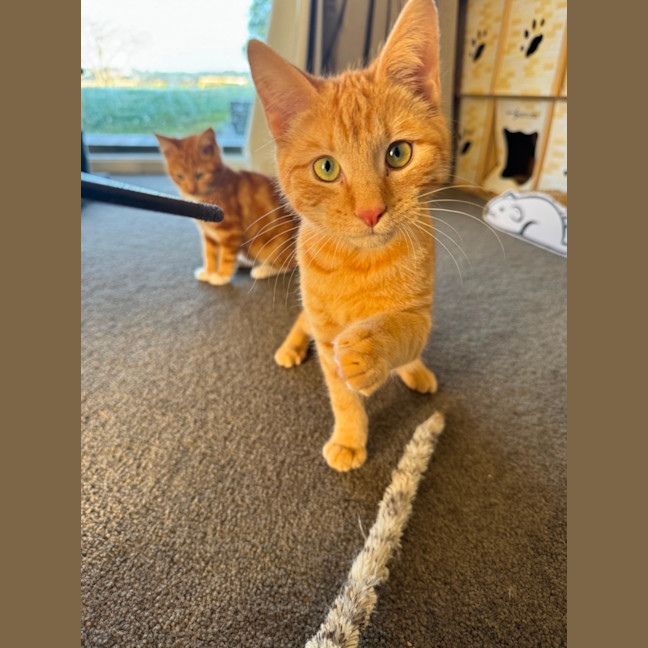 Photo of Cedar And Cypress