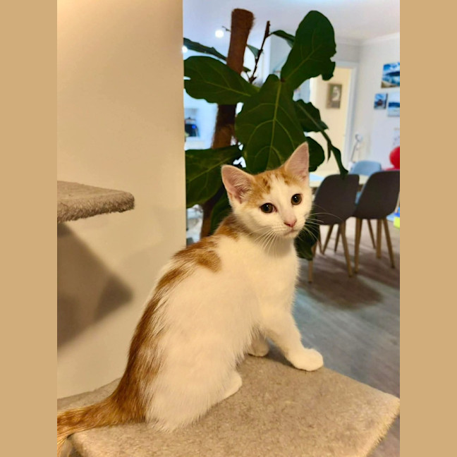 Photo of Pickles