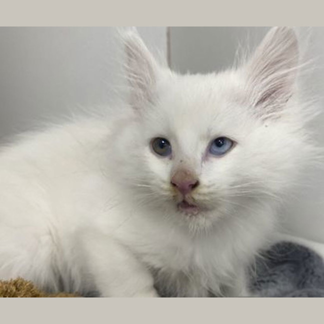 Photo of Figaro