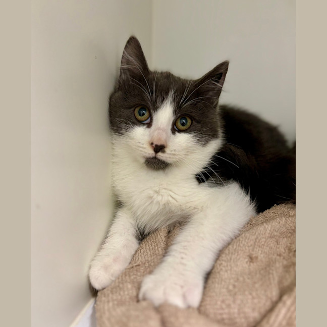 Photo of Maverick