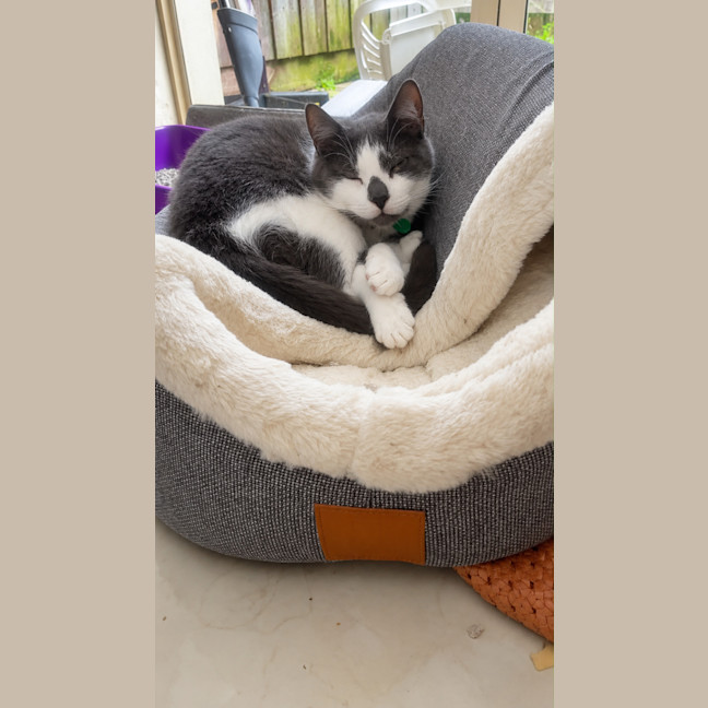 Photo of Ollie