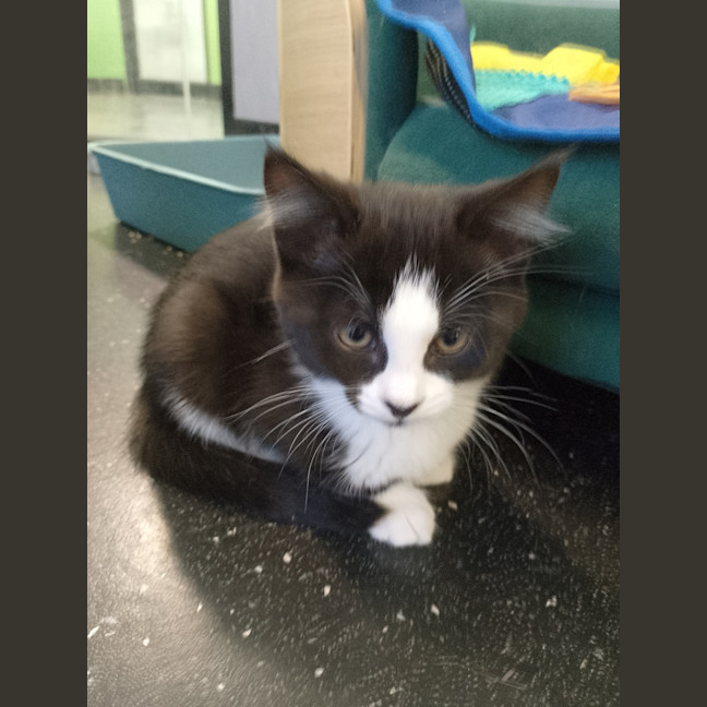 Photo of Sleepy Sloth