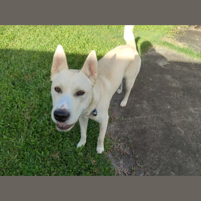 Photo of Paige *$350 Adoption Fee*