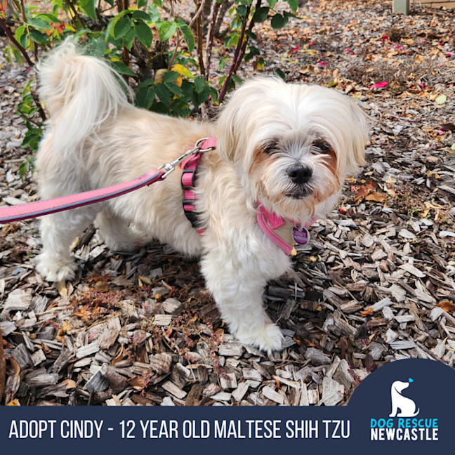 Photo of Cindy   12 Year Old Maltese X Shih Tzu
