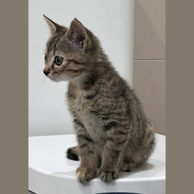 Photo of Cosmo