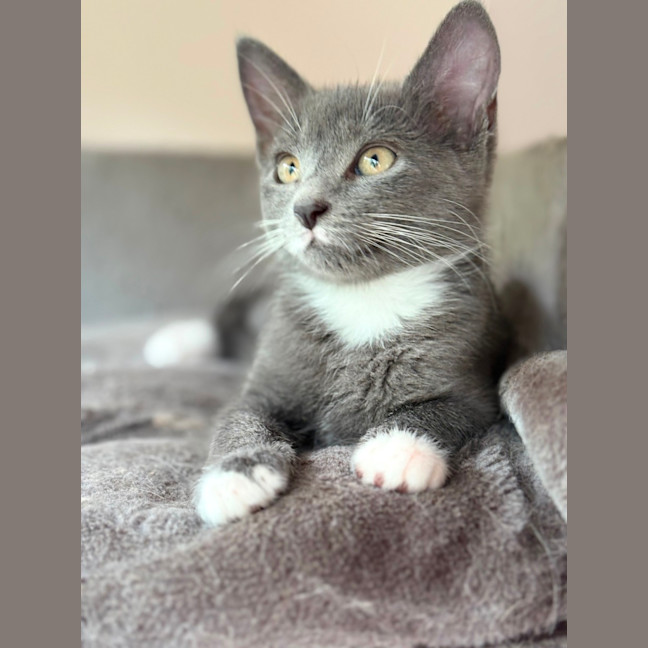 Photo of Mia 💕😽🐾