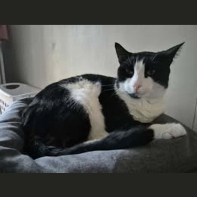 Photo of Oscar