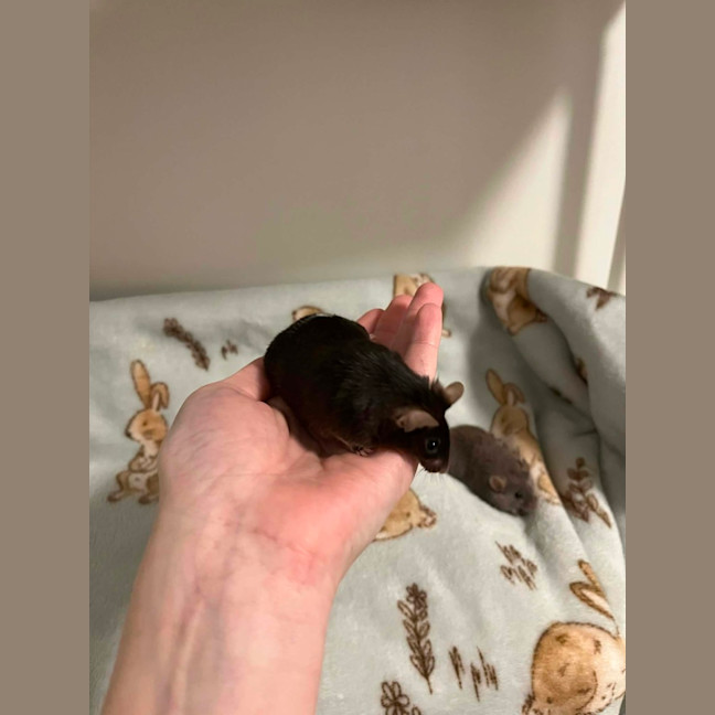 Photo of Toast & Cereal