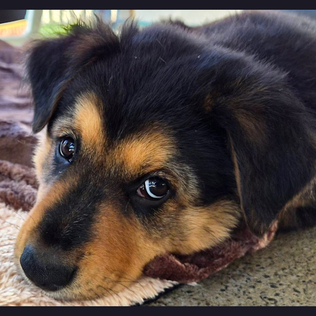 Photo of Baloo 