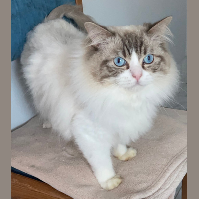 Photo of Fudge