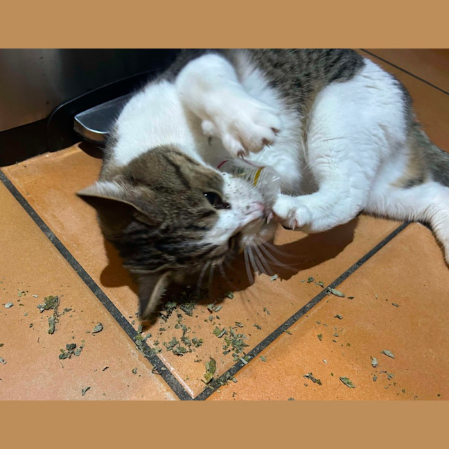 Photo of Lord Remington