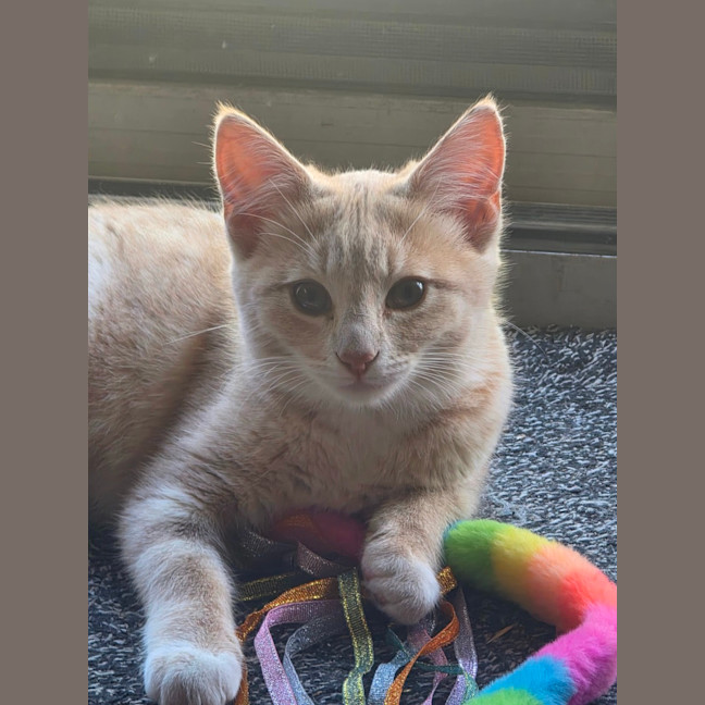 Photo of Makaro 🌷