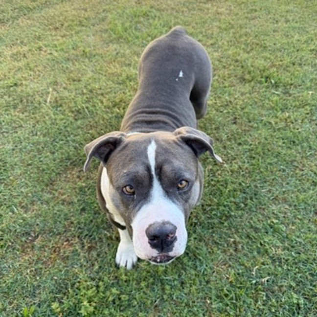 Photo of Biggie *$250 Adoption Fee*