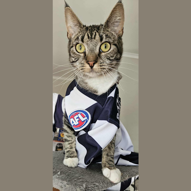 Photo of Tabitha *9 Lives Project Rescue*