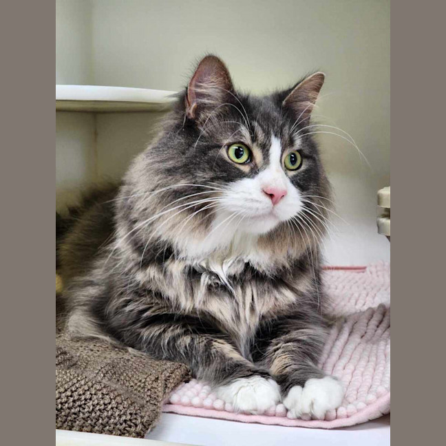 Photo of 🐯 Maximus 5389 🐯