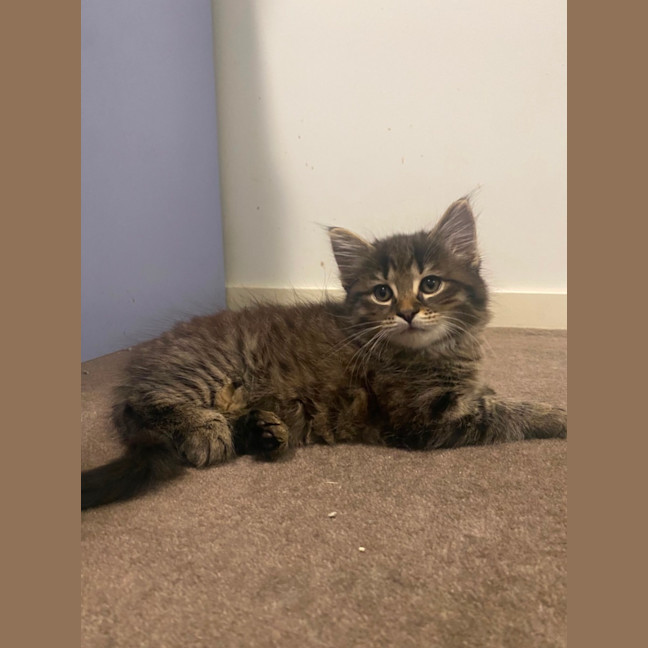 Photo of Pocus **2nd Chance Cat Rescue**