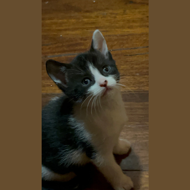 Photo of Mochi