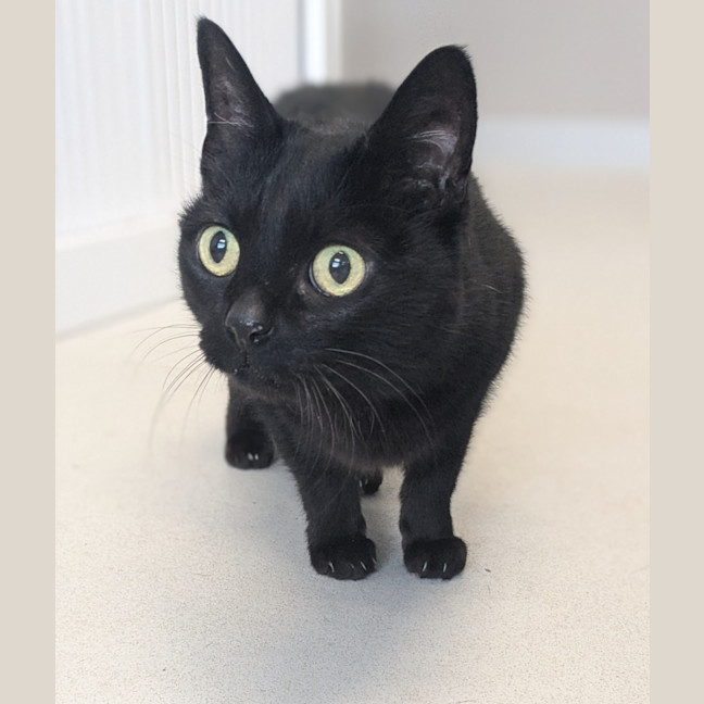 Photo of 🎀 Minka 5426 🎀