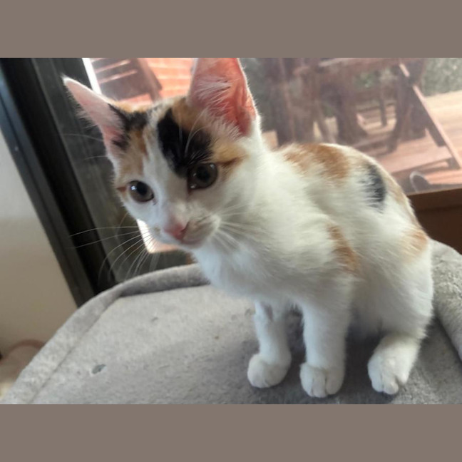 Photo of Roxy