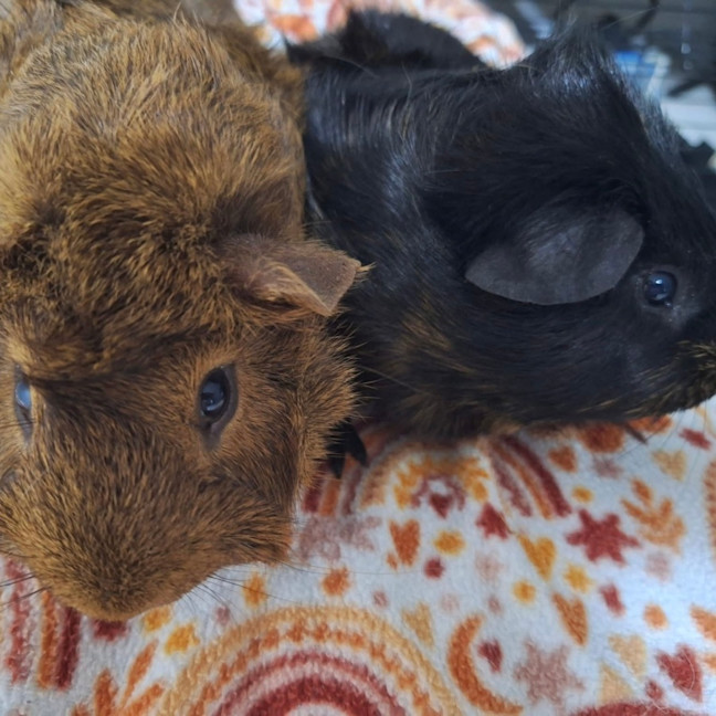 Photo of Caramel & Chocolate
