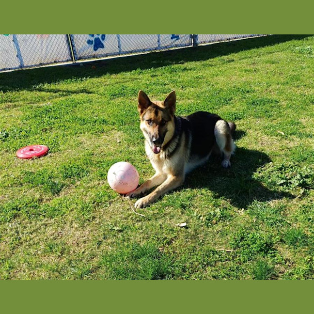 Photo of Wolfie