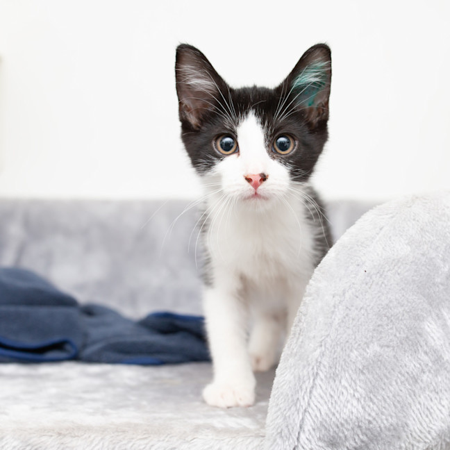 Photo of Little Whimsical 