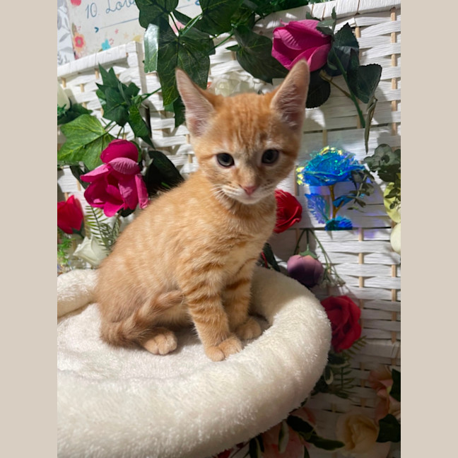 Photo of Bernard Armstrong 