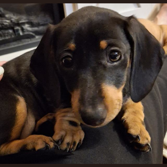 Photo of Milo