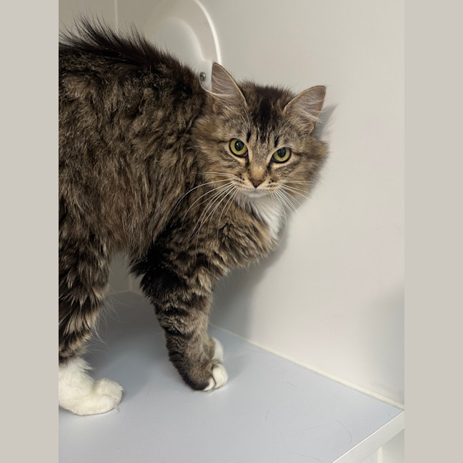 Photo of Cookie