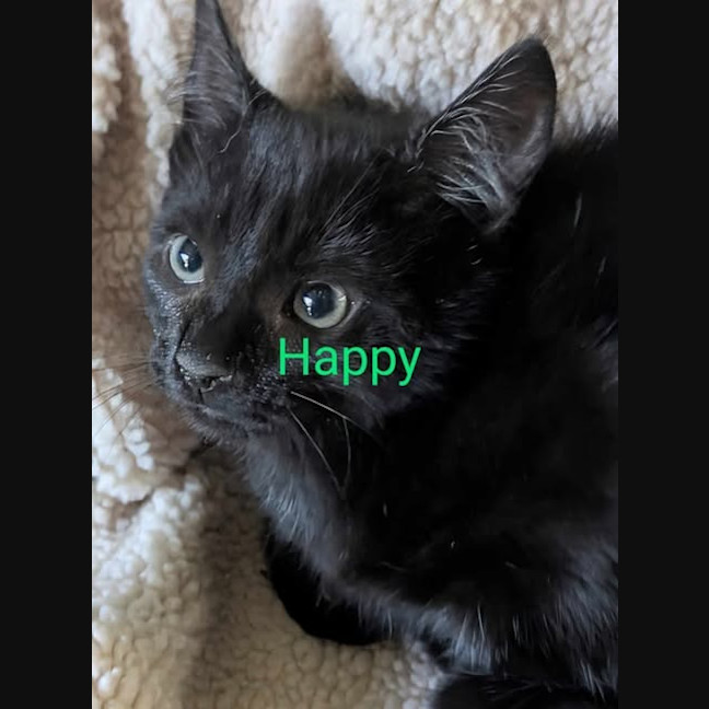 Photo of Happy