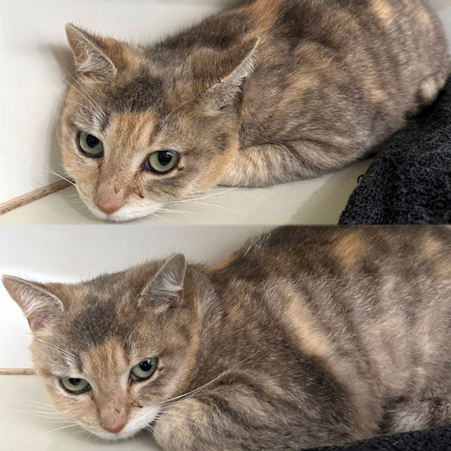 Photo of Jasmine