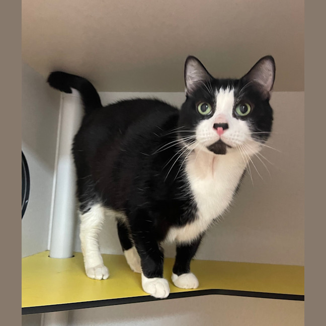 Photo of Socksie