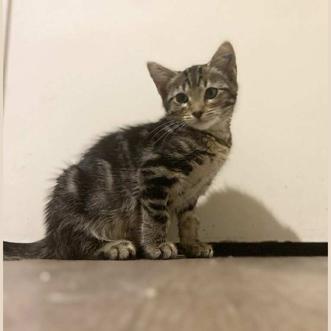 Photo of Grizabella