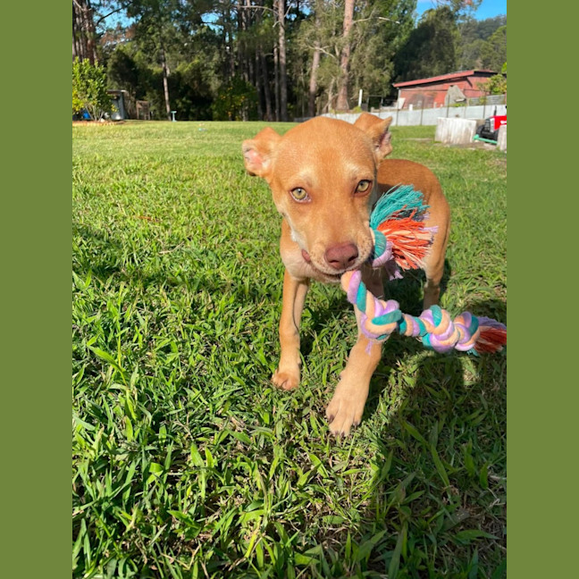 Photo of Ranger