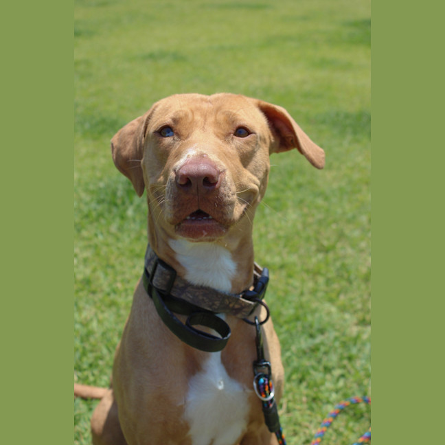 Photo of Honey