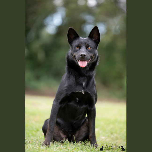 Photo of Boss