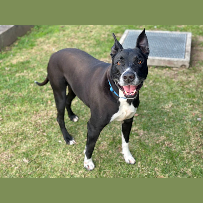 Photo of Winston