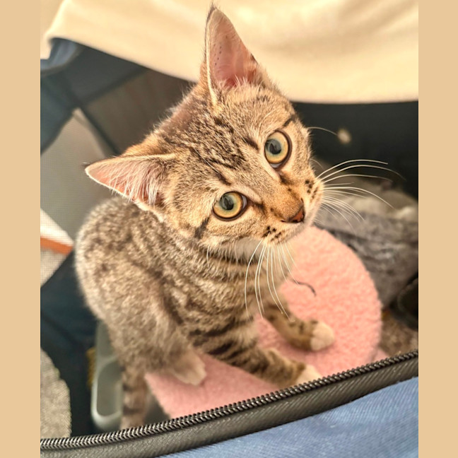 Photo of Lacey