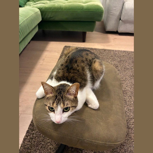 Photo of Pippy