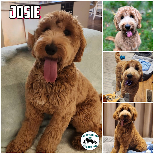 Photo of Josie
